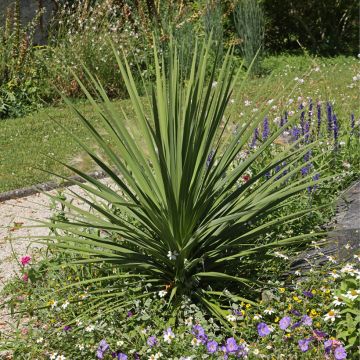Cordyline indivisa - Mountain Cabbage Tree