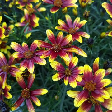 Coreopsis Honeybunch Red & Gold