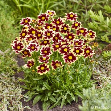 Coreopsis grandiflora Solar Fancy - Large-flowered tickseed