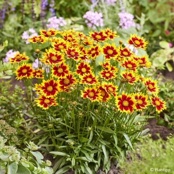 Coreopsis grandiflora Solar Jewel - Large-flowered tickseed