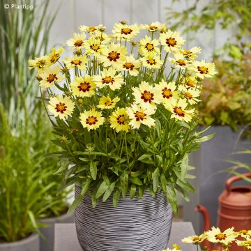 Coreopsis grandiflora Solar Moon - Large-flowered tickseed
