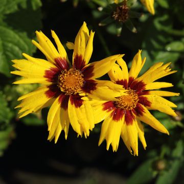 Coreopsis grandiflora Sunkiss - Coreopsis with large single flowers