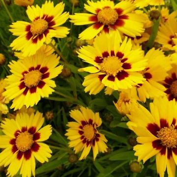 Coreopsis Baby Gold