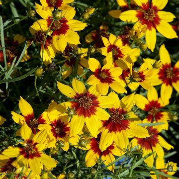 Coreopsis verticillata Curry Up