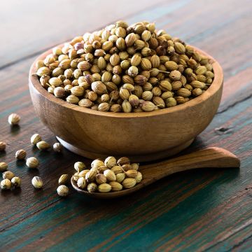 Coriandrum sativum Fine-seeded