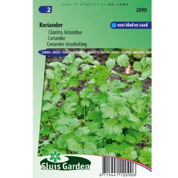 Cultivated Coriander - Coriandrum sativum