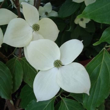 Cornus nuttalii Eddies White Wonder - Flowering Dogwood