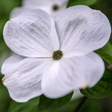 Cornus nuttalii Eddies White Wonder - Flowering Dogwood
