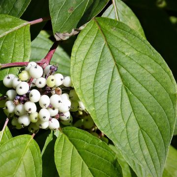 Cornus alba 