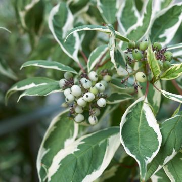 Cornus alba Elegantissima - White Dogwood