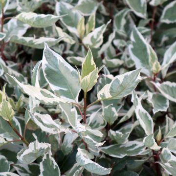 Cornus alba Ivory Halo ® (Ivory Halo 'Bailhalo')