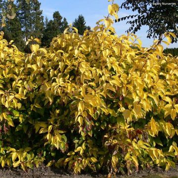 Cornouiller blanc - Cornus alba Aurea