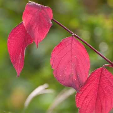 Cornus alba Sibirica - White Dogwood