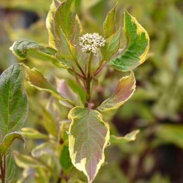 Cornus alba Spaethii - White Dogwood