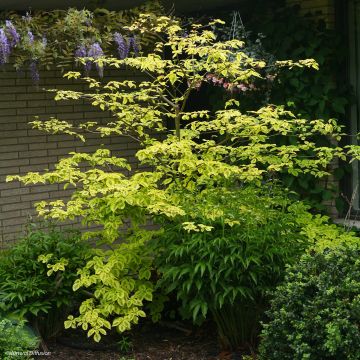 Cornus alternifolia Golden Shadows - Pagoda Dogwood