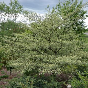 Cornus alternifolia Silver Giant - Pagoda Dogwood