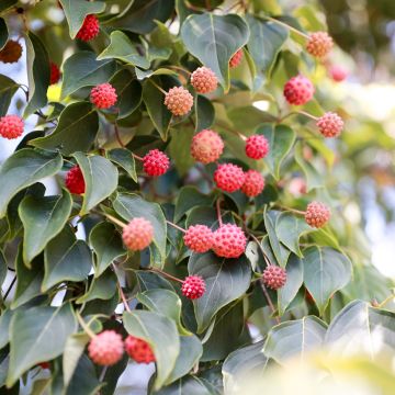Cornus capitata - Flowering Dogwood