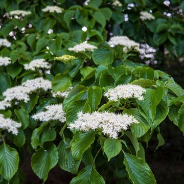 Cornus controversa - Giant Dogwood