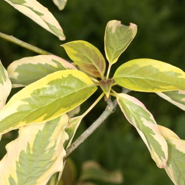 Cornus controversa Gold Star - Giant Dogwood