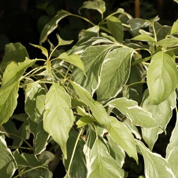 Cornus controversa Marginata Nord - Giant Dogwood