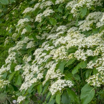 Cornus controversa Pagoda - Giant Dogwood