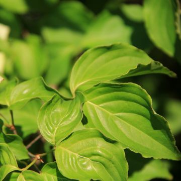 Cornus controversa Troja Dwarf - Giant Dogwood