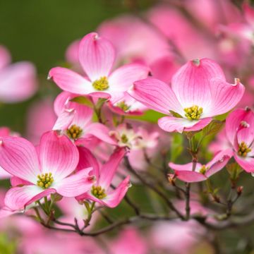 Cornus florida Cherokee Chief - Flowering Dogwood