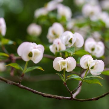 Cornus florida Cloud Nine - Flowering Dogwood