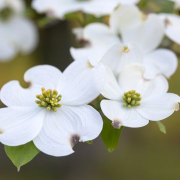Cornus florida - Flowering Dogwood