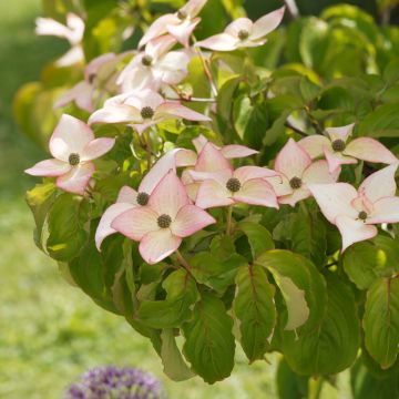 Cornus kousa Beni-fuji - Kousa Dogwood