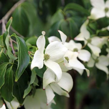 Cornus kousa Blue Shadow - Flowering Dogwood