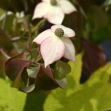 Cornus kousa Cappuccino®