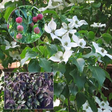 Cornus kousa Cappuccino - Flowering Dogwood