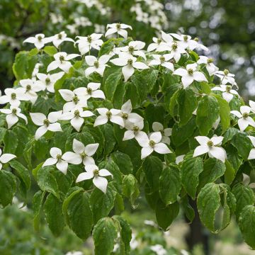 Cornus kousa var. chinensis - Flowering Dogwood