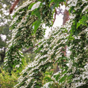 Cornus kousa - Flowering Dogwood