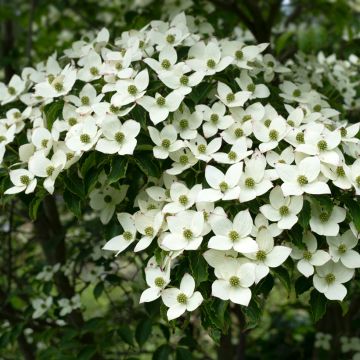 Cornus kousa Schmetterling