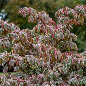 Cornus kousa Wolf Eyes - Flowering Dogwood