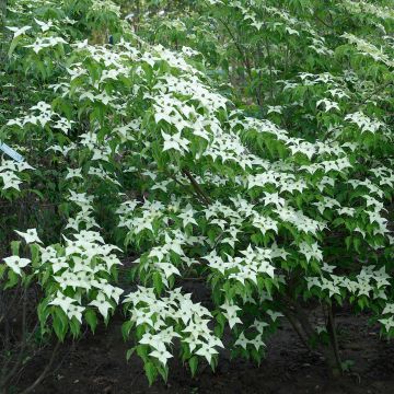 Cornus kousa var. chinensis - Flowering Dogwood