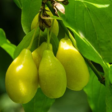 Cornus mas Alosza - European Cornel