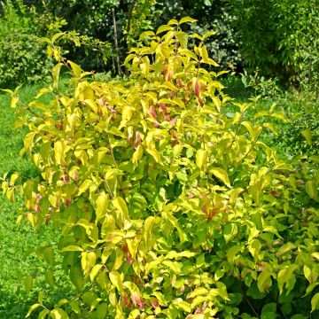 Cornus mas Aurea - European Cornel