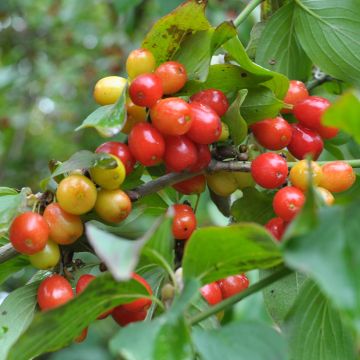 Cornus mas Koralowyj Marka - European Cornel