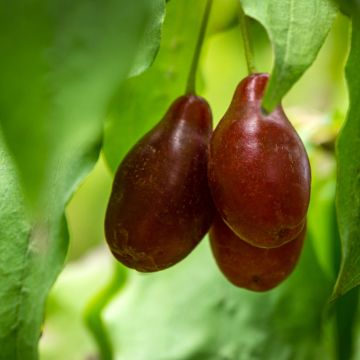 Cornus mas Starokijewskij - European Cornel