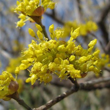 Cornus officinalis - Japanese Cornelian Cherry