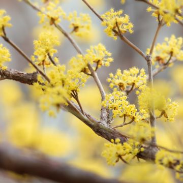 Cornus officinalis - Japanese Cornelian Cherry