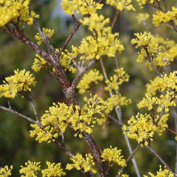 Cornus officinalis Robins Pride - Cornouiller officinal