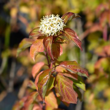 Cornus sanguinea Winter Beauty Anny (Winter Flame, Fluo)