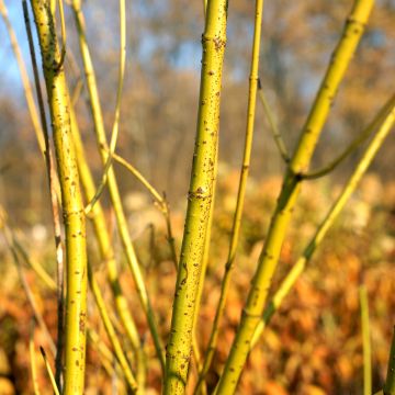 Cornus stolonifera Flaviramea - Stoloniferous Dogwood