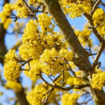 Cornus mas Kasanlak - European Cornel