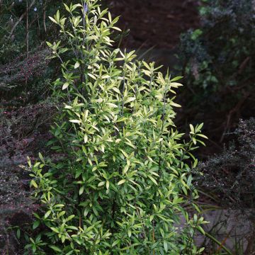 Corokie virgata - Corokia virgata Banana Royal