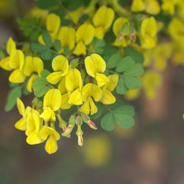Hippocrepis emerus